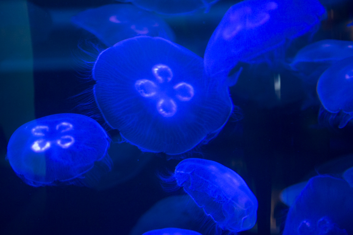 Jellyfish